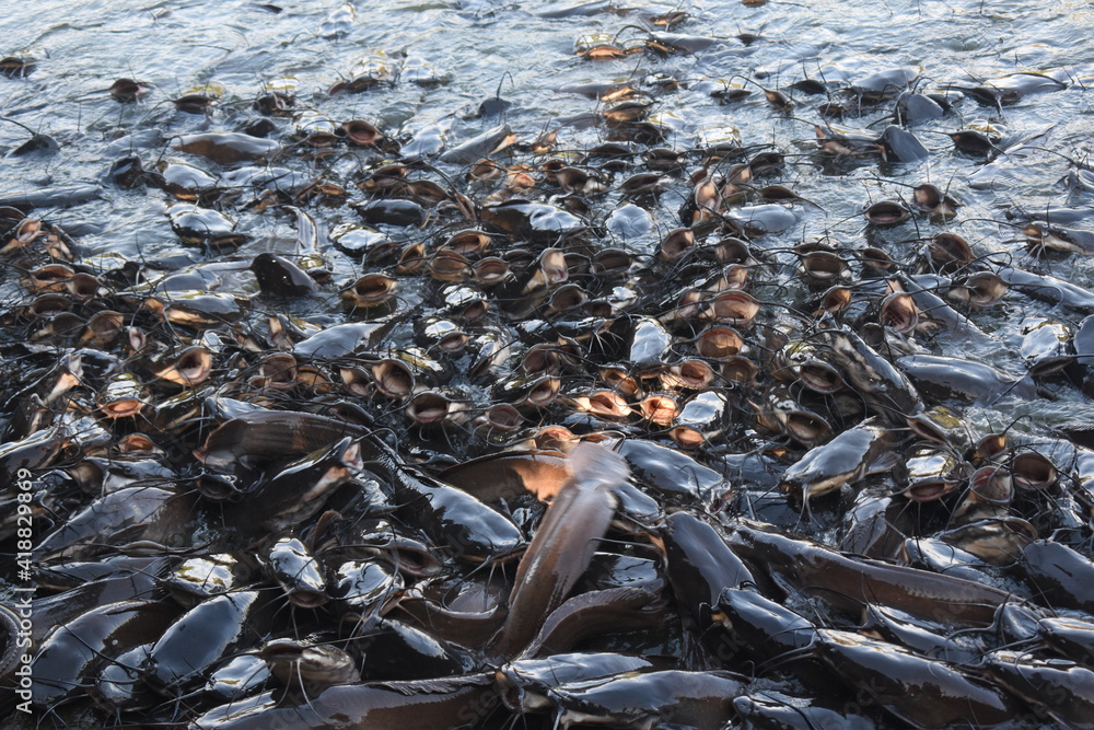 large amount of fishes in a pond