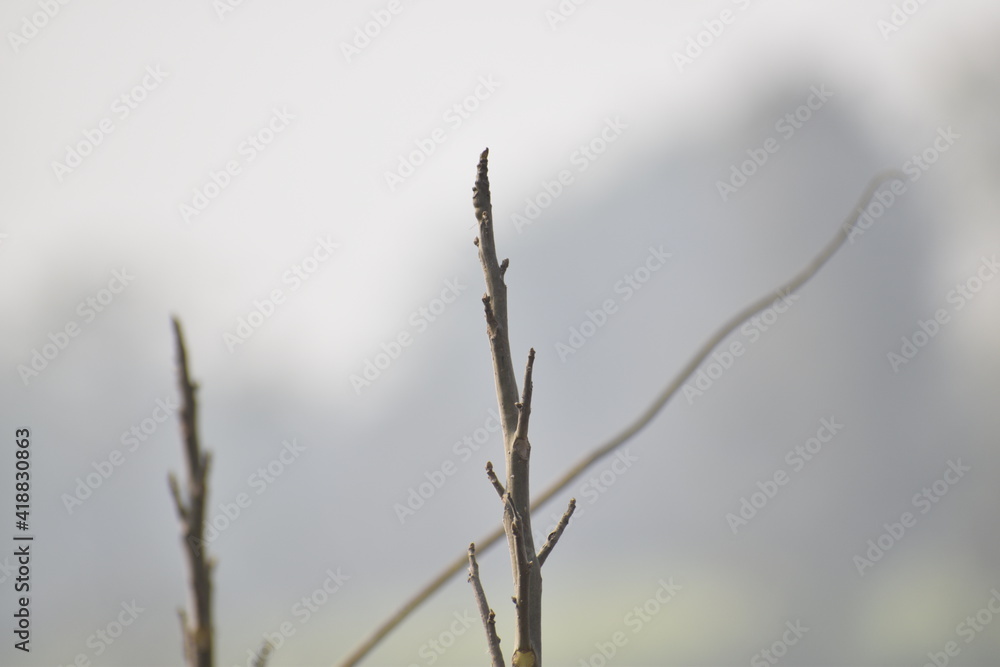 Fototapeta premium frost covered branches