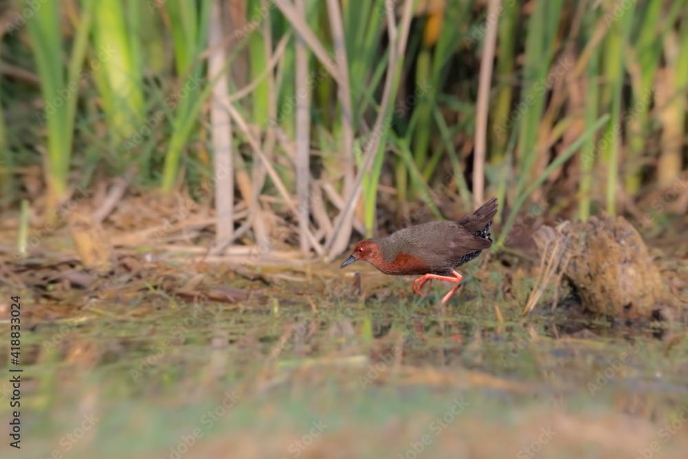 Ruddy-breasted crake (Zapornia fusca), or ruddy crake at Baruipur marsh. Ruddy-breasted crake (Zapornia fusca), or ruddy crake at Baruipur marsh.
