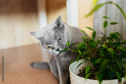 British purebred gray shorthair cat nibbles on green ficus benjamin plant in pot in home room. selective focus