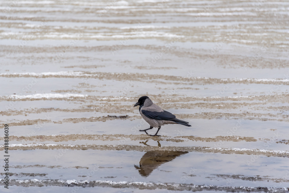 Black Headed Crow on a Beach in Winter on the Baltic Sea Coast Black Headed Crow on a Beach in Winter on the Baltic Sea Coast