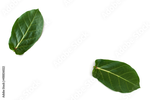  Calotropis gigantea leaves on white background.