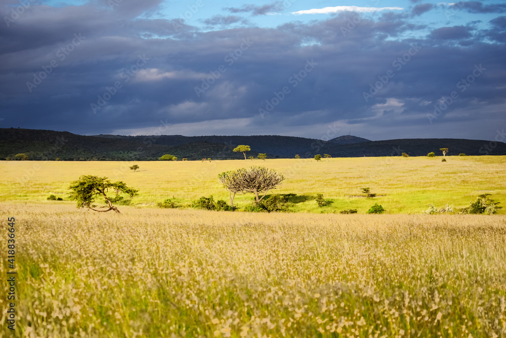 African savanna landscape, Masai Mara national park, Kenya, Africa
