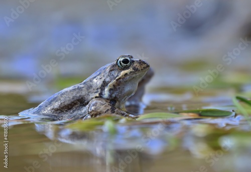 European common brown frog (Rana temporaria) massive mating, reproduction event in a pond. male resting on eggs carpet. Common frog