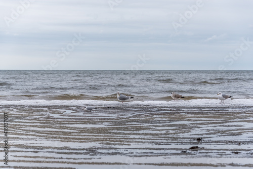 Seagull on a Beach in Winter on the Frozen Baltic Sea Coast