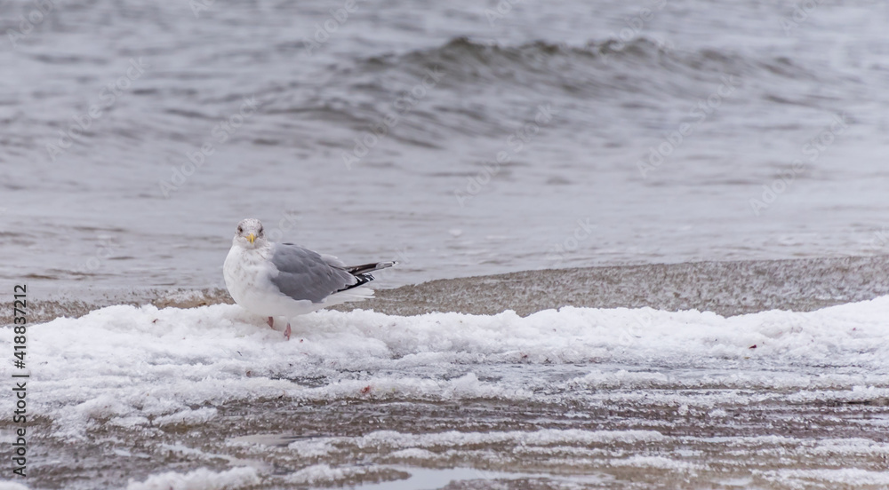Seagull on a Beach in Winter on the Frozen Baltic Sea Coast Seagull on a Beach in Winter on the Frozen Baltic Sea Coast