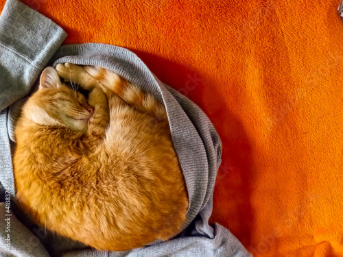 Billede på lærred Ginger cat sleeps curled up in a ball. Quiet hour.