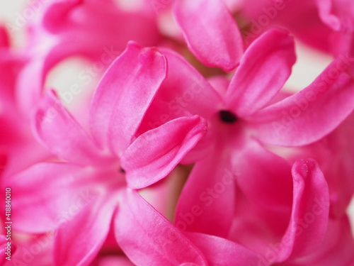 hyocinth flowers bright petals © Elroi