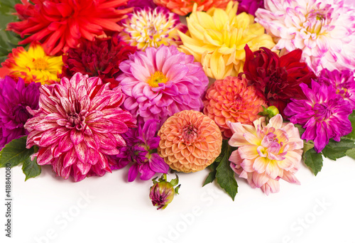 Wallpaper Mural Deautiful flower of pink dahlia isolated on a white background Torontodigital.ca