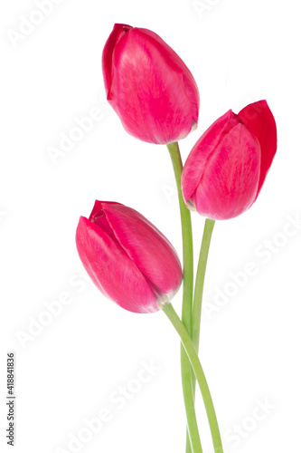 Pink tulips bouquet isolated on white background.