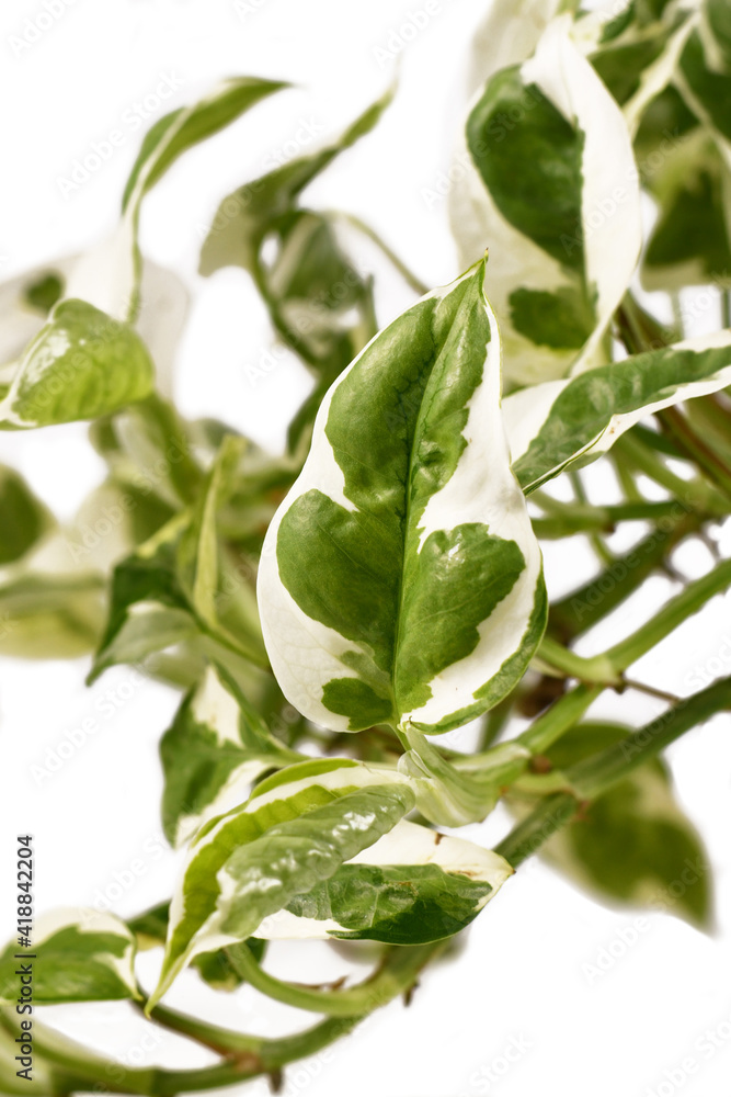 Close up of leaf of tropical 'Epipremnum Aureum N'Joy' pothos houseplant with white and green variegated leaves isolated on white background Close up of leaf of tropical 'Epipremnum Aureum N'Joy' pothos houseplant with white and green variegated leaves isolated on white background