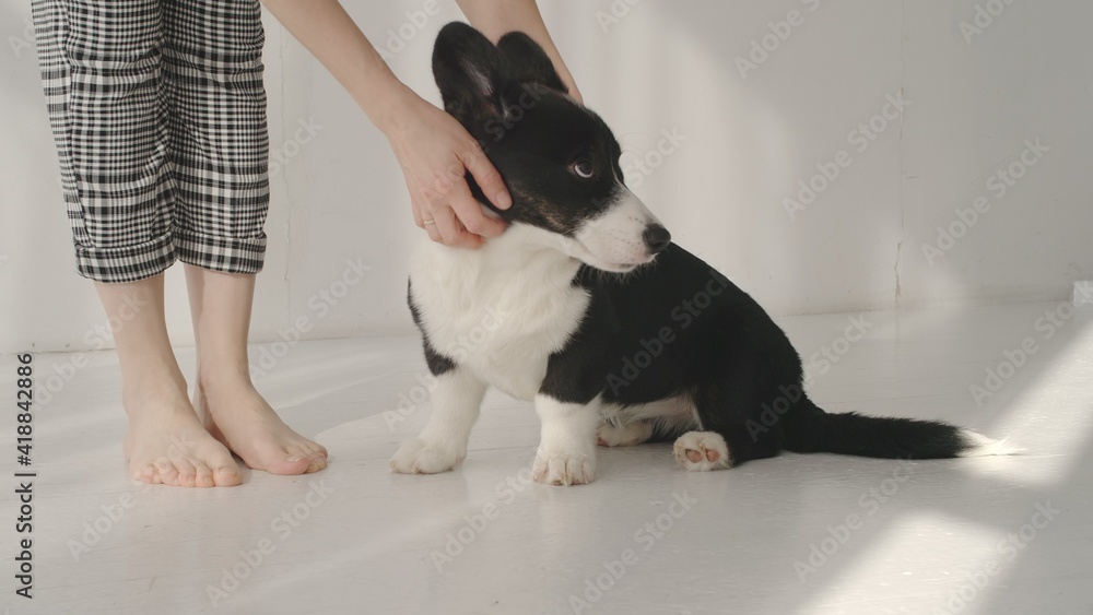 Young caucasian woman pets young corgi at home