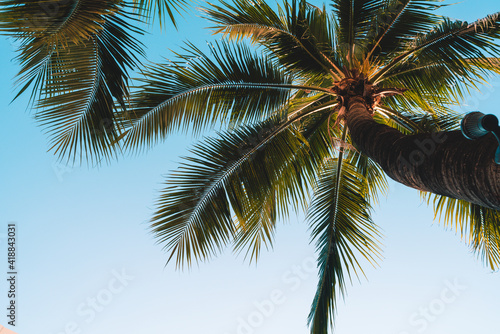 coconut palm tree with empty sky