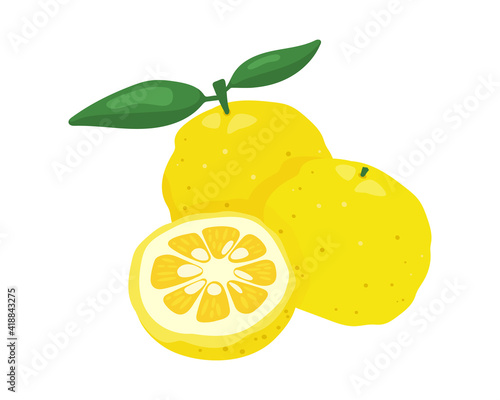 Yuzu japanese citron fruit vector illustration isolated on white background. Full and half citrus yuzu fresh fruit with green leaves composition.