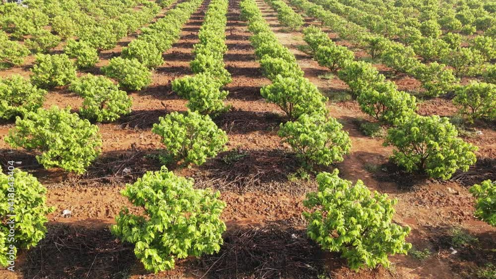 Aerial view agriculture fruit plantation, shot flying Aerial view agriculture fruit plantation, shot flying