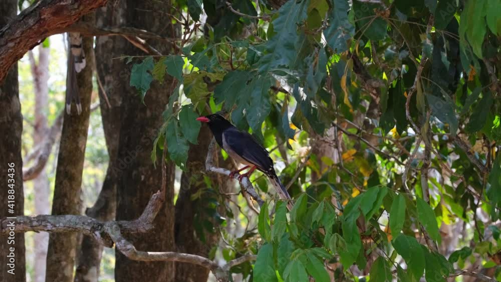 Red-billed Blue Magpie, Urocissa erythroryncha, found under a foliage of leaves in the forest during a windy afternoon, another one jumps down to join in, Huai Kha Kaeng Wildlife Sanctuary, Thailand. Red-billed Blue Magpie, Urocissa erythroryncha, found under a foliage of leaves in the forest during a windy afternoon, another one jumps down to join in, Huai Kha Kaeng Wildlife Sanctuary, Thailand.
