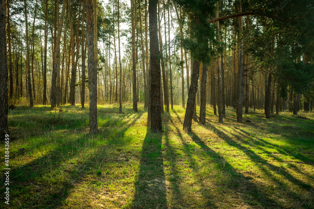 Naklejka premium Bright sun in pine trees forest. Sunlight gives and sustain life in nature. Renewable energies and sustainable resources. Healthy environment.