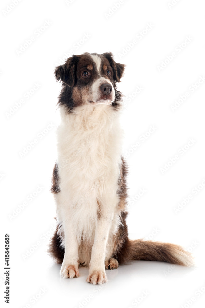 australian shepherd in studio