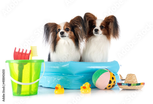 Photography papillon dogs in studio