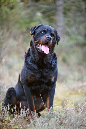Wallpaper Mural rottweiler in nature Torontodigital.ca