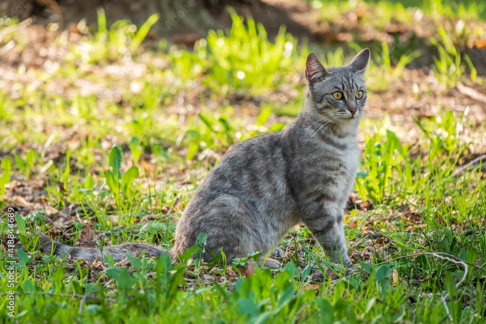 A beautiful fluffy gray cat sits on a green lawn in the sunset light