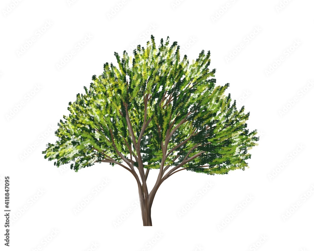 abstract watercolor green tree side view isolated on white background for landscape plan and architecture layout drawing, elements for environment and garden, tree elevation abstract watercolor green tree side view isolated on white background for landscape plan and architecture layout drawing, elements for environment and garden, tree elevation