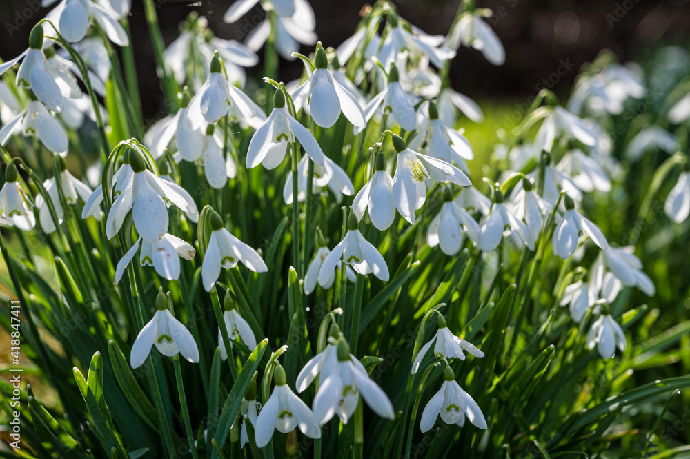 Obraz premium Sunshine Snowdrops