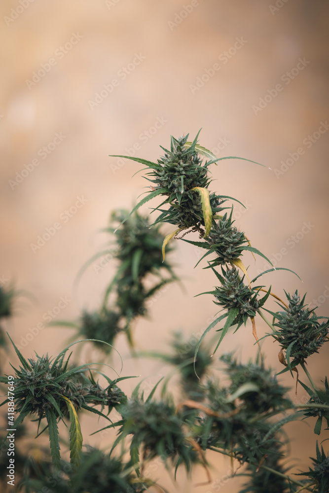 Branches of Medical Marijuana with flower bud sites Branches of Medical Marijuana with flower bud sites