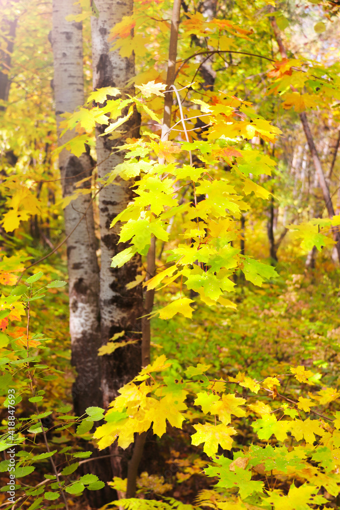 Maple tree with yellow, red and orange foliage in fall forest Maple tree with yellow, red and orange foliage in fall forest