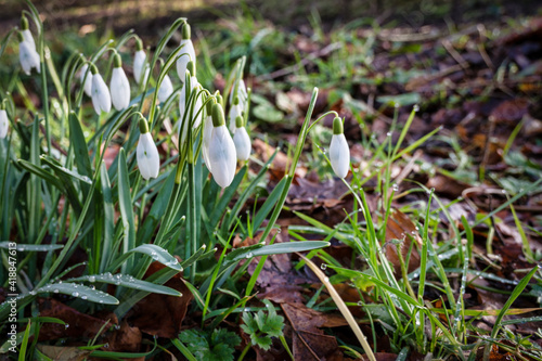 Forest Snowdrops