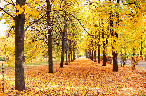 Beautiful landscape with linden alley in autumn park