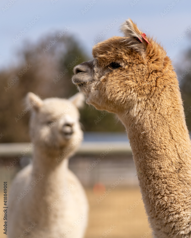 Obraz premium Alpacas on a Farm