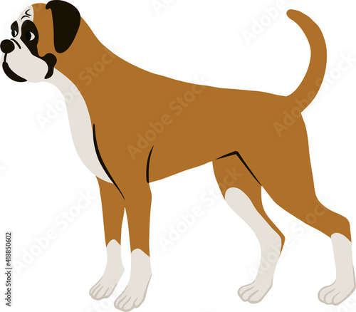 立っているボクサー犬を横から見た図
