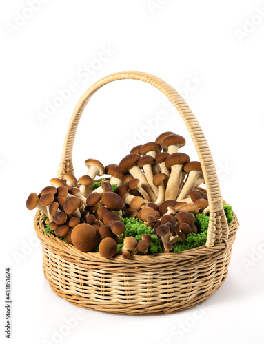 Brown beech mushrooms or Shimeji mushroom in wicker basket with moss isolated on white background with clipping path