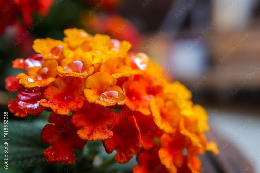 Beautiful water drop on a orange flower. Beautiful water drop on a orange flower.