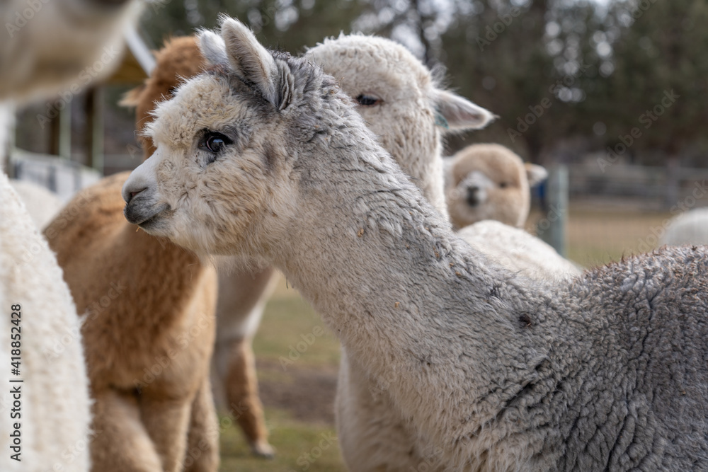 Alpacas on a Farm