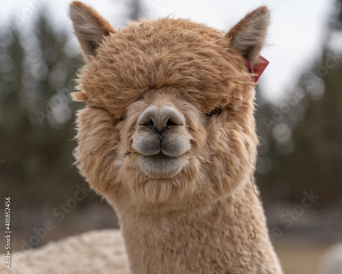 Alpacas on a Farm