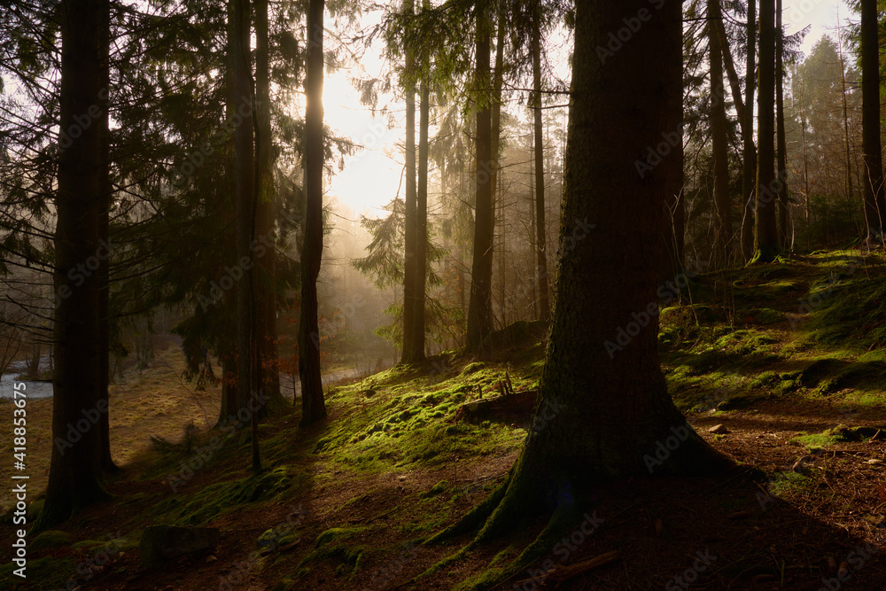 Fototapeta premium Mist in morning light creating a mystic atmosphere and shadows in a forest of firs, pine trees and moss.