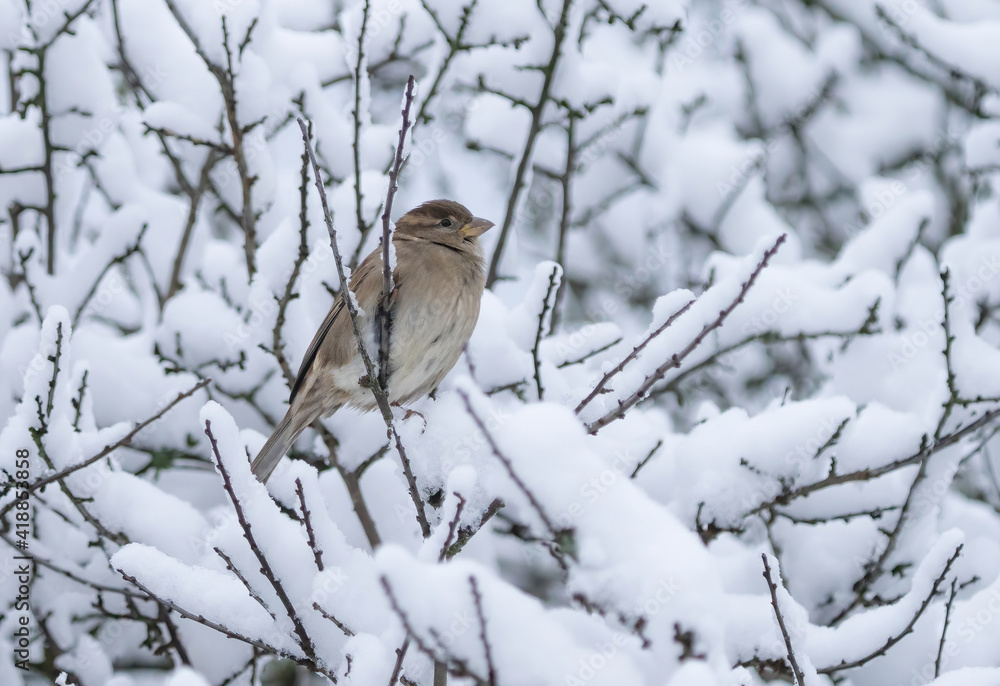 The house sparrow (Passer domesticus) is a bird of the sparrow family Passeridae, found in most parts of the world.