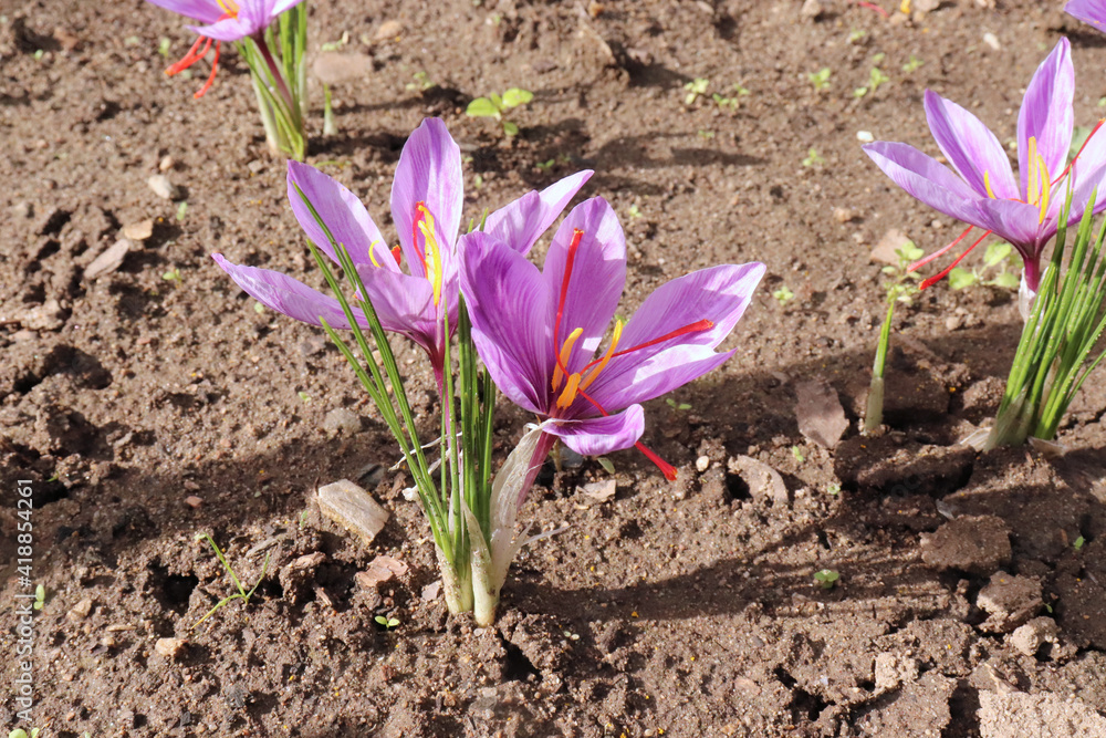 Crocus sativus, commonly known as saffron crocus, or autumn crocus. The crimson stigmas called threads, are collected to be as a spice. It is among the world's most costly spices by weight.