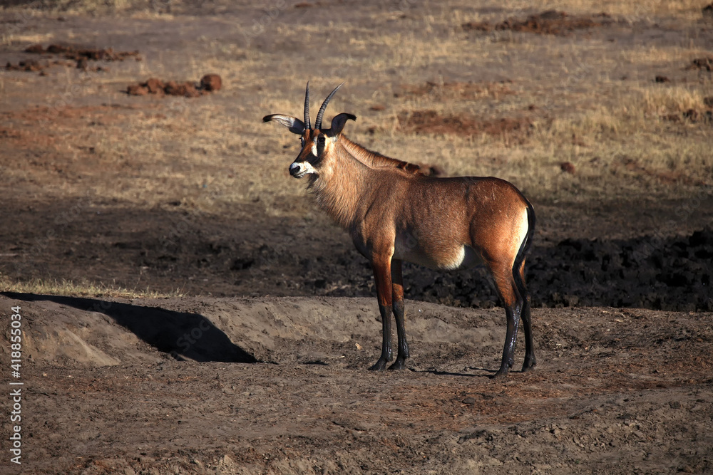 Fototapeta premium Roan antelope (Hippotragus equinus) near waterholes. A very rare African antelope near a muddy waterhole in a dry landscape with legs covered in black mud.