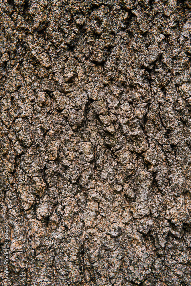 background, texture - rough bark of an old tree background, texture - rough bark of an old tree