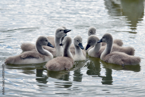 Swan cubs in the water © Miro