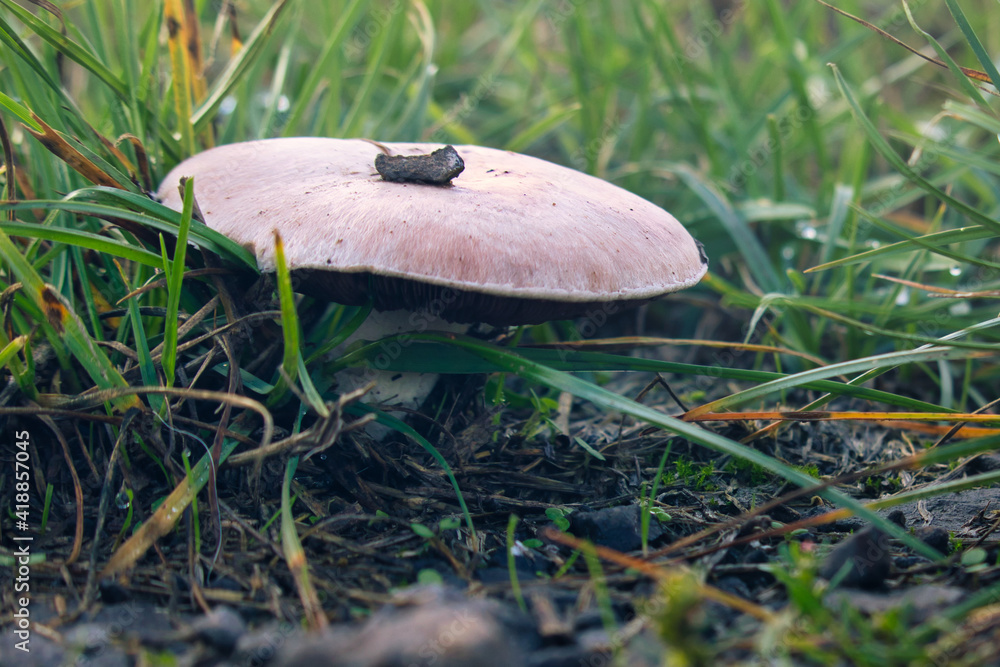 Close up of a brown and white mushroom growing in the grass next to the road near Potzbach, Germany on a fall day. Close up of a brown and white mushroom growing in the grass next to the road near Potzbach, Germany on a fall day.