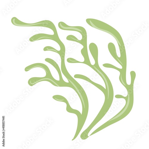 Marine plants. Seaweed. Plants for the aquarium. Vector illustration isolated on white background.