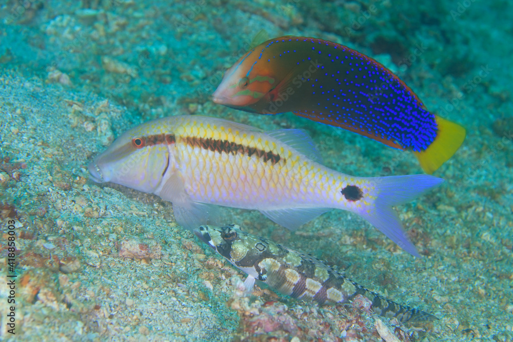 Naklejka premium three tropical fish