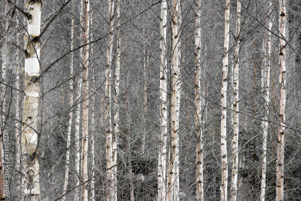 Obraz premium Birkenwald