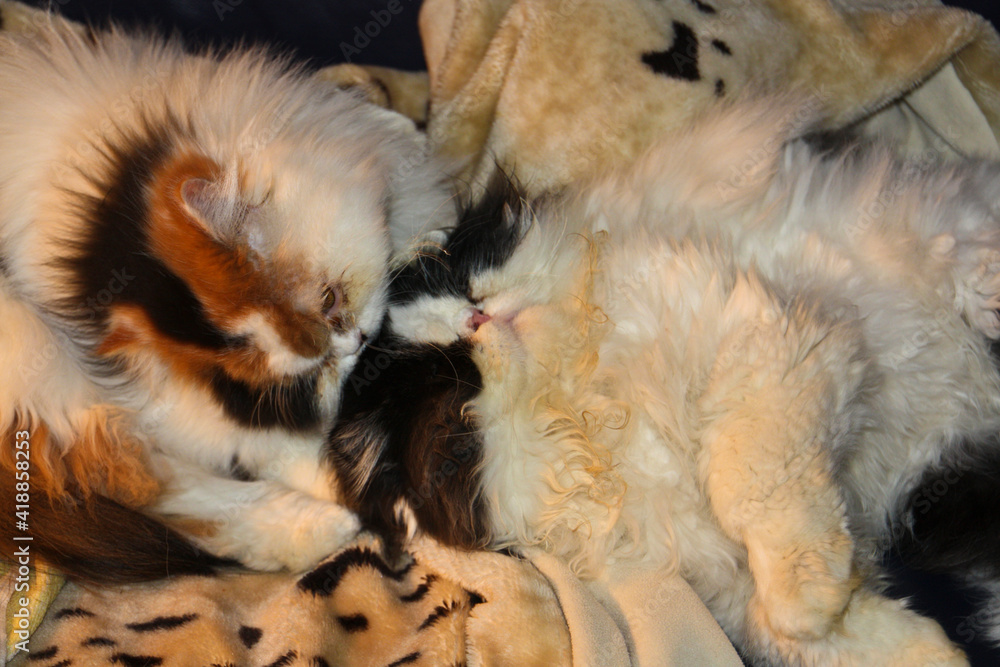 Obraz premium Two multi coloured Persian cats playing