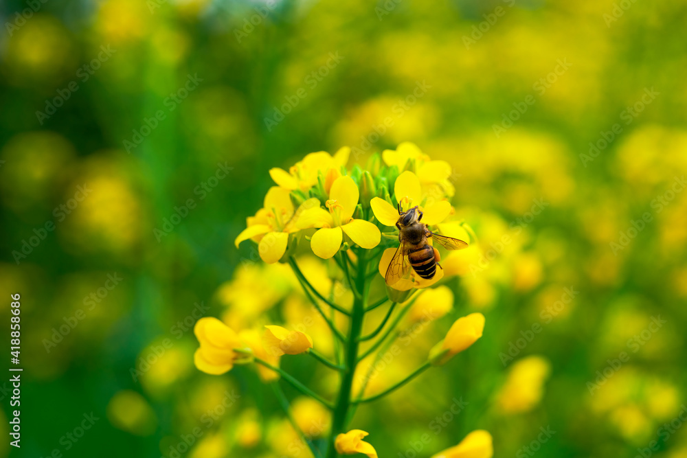 Golden lush blooming rapeseed, bees are collecting nectar Golden lush blooming rapeseed, bees are collecting nectar