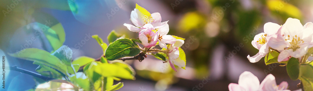 Obraz premium Blossom tree